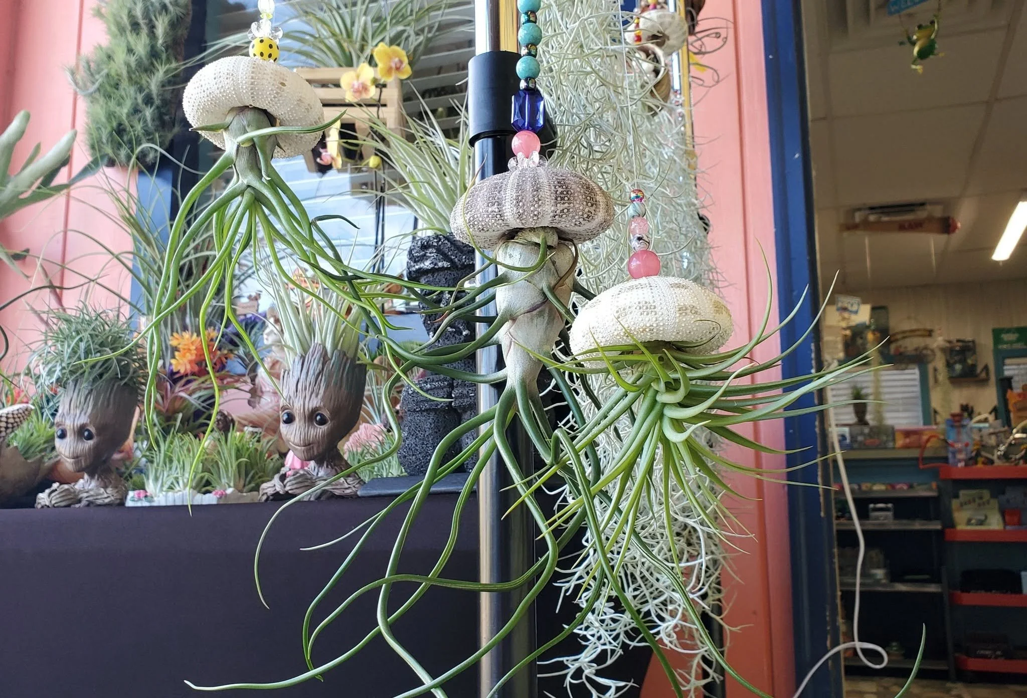 A display of various plants and decorative items, including air plants, seashells, and Groot figurines, set on a black surface with a pink and blue background.
