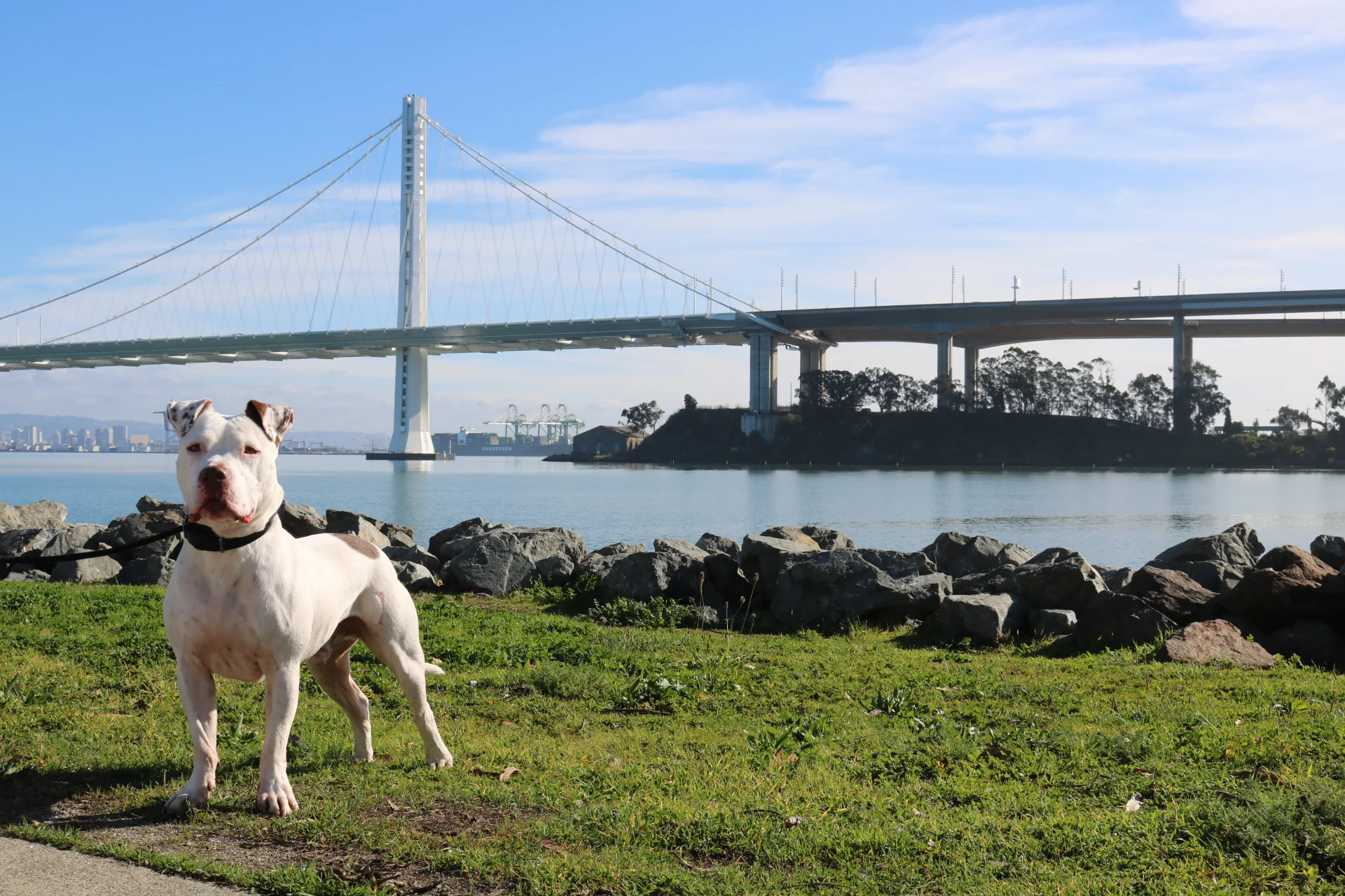 George and the Bay Bridge