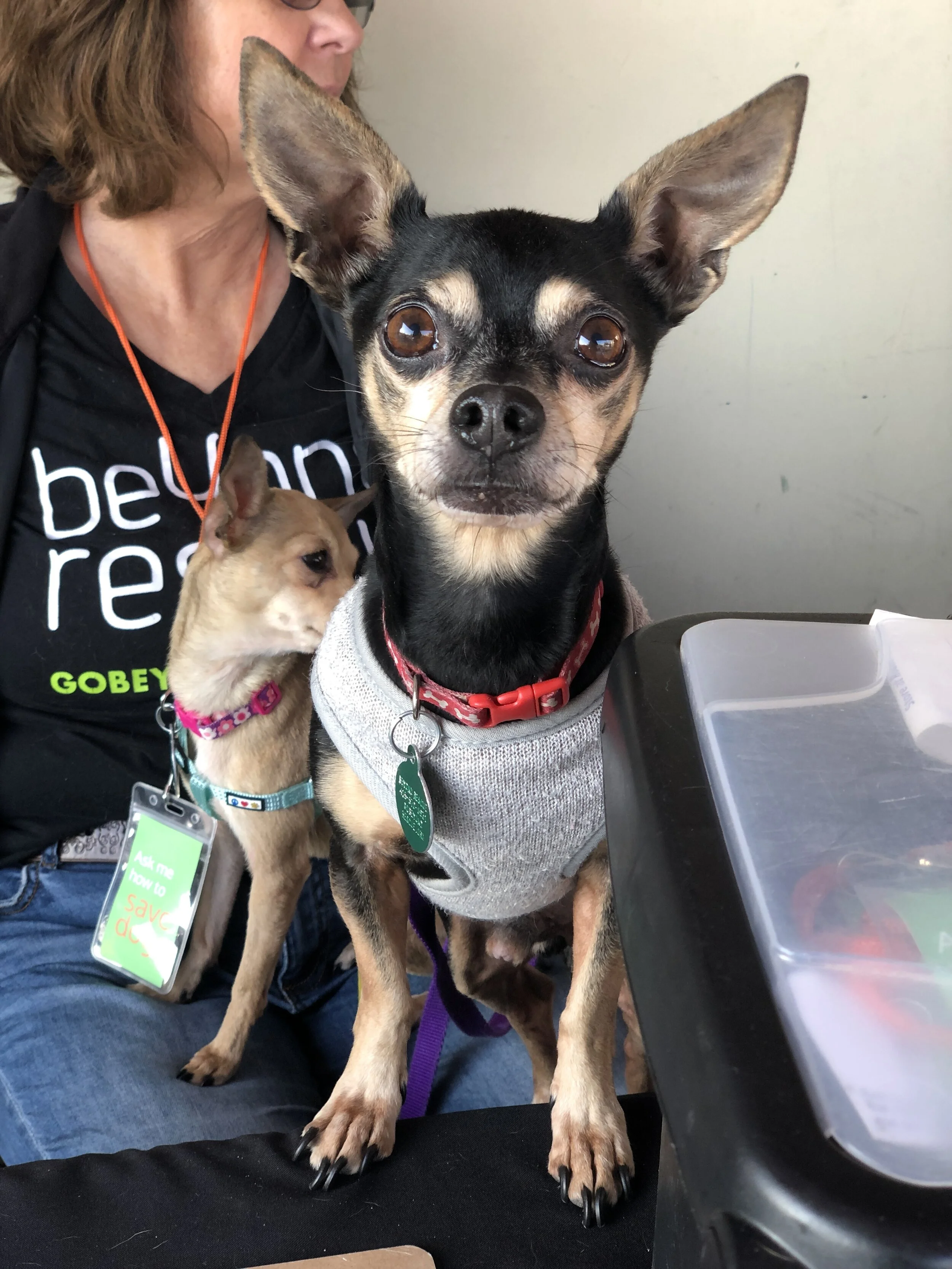 CANCELLED: Adoption Event: San Francisco