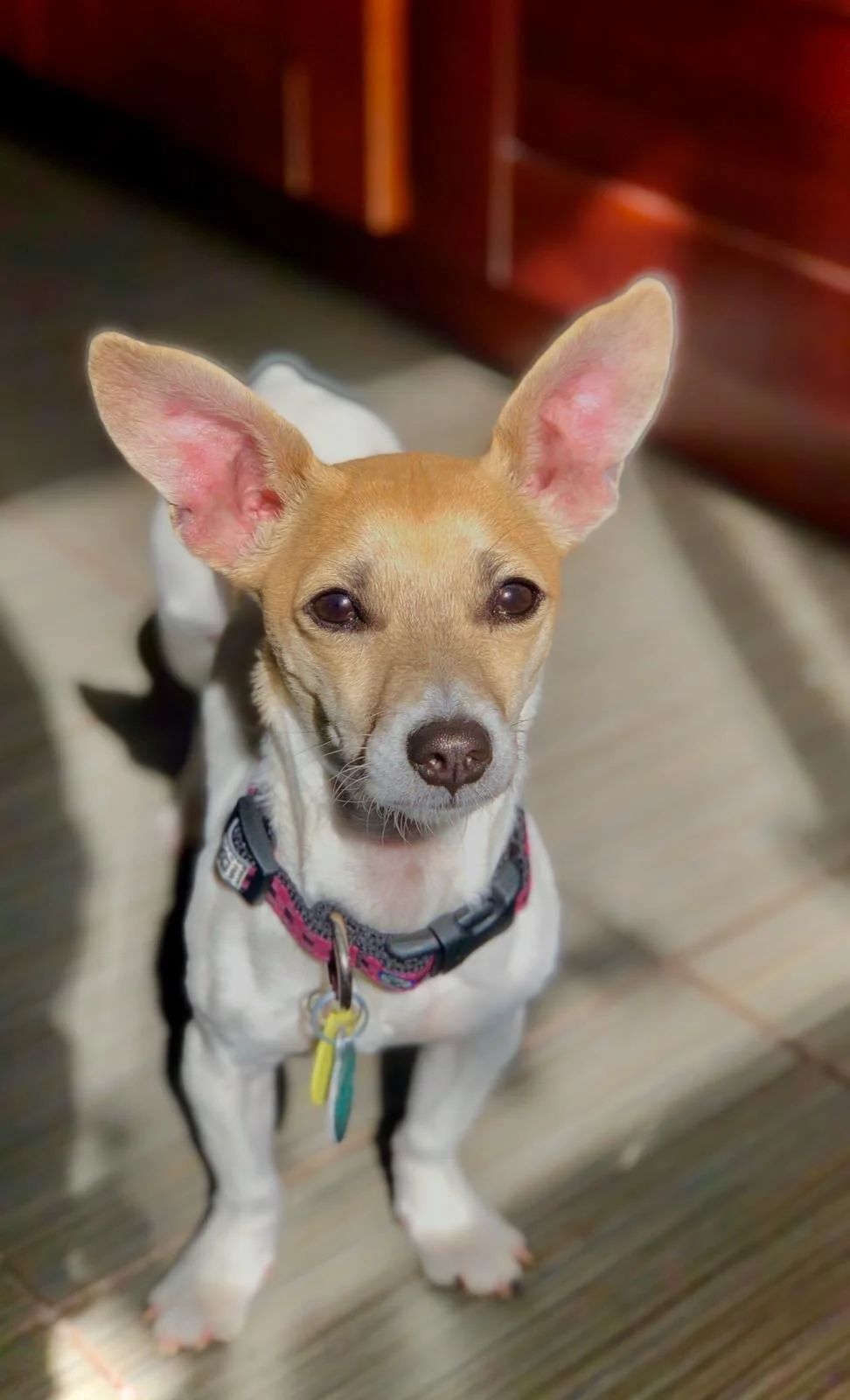 CANCELLED: Adoption Event: Redwood City 