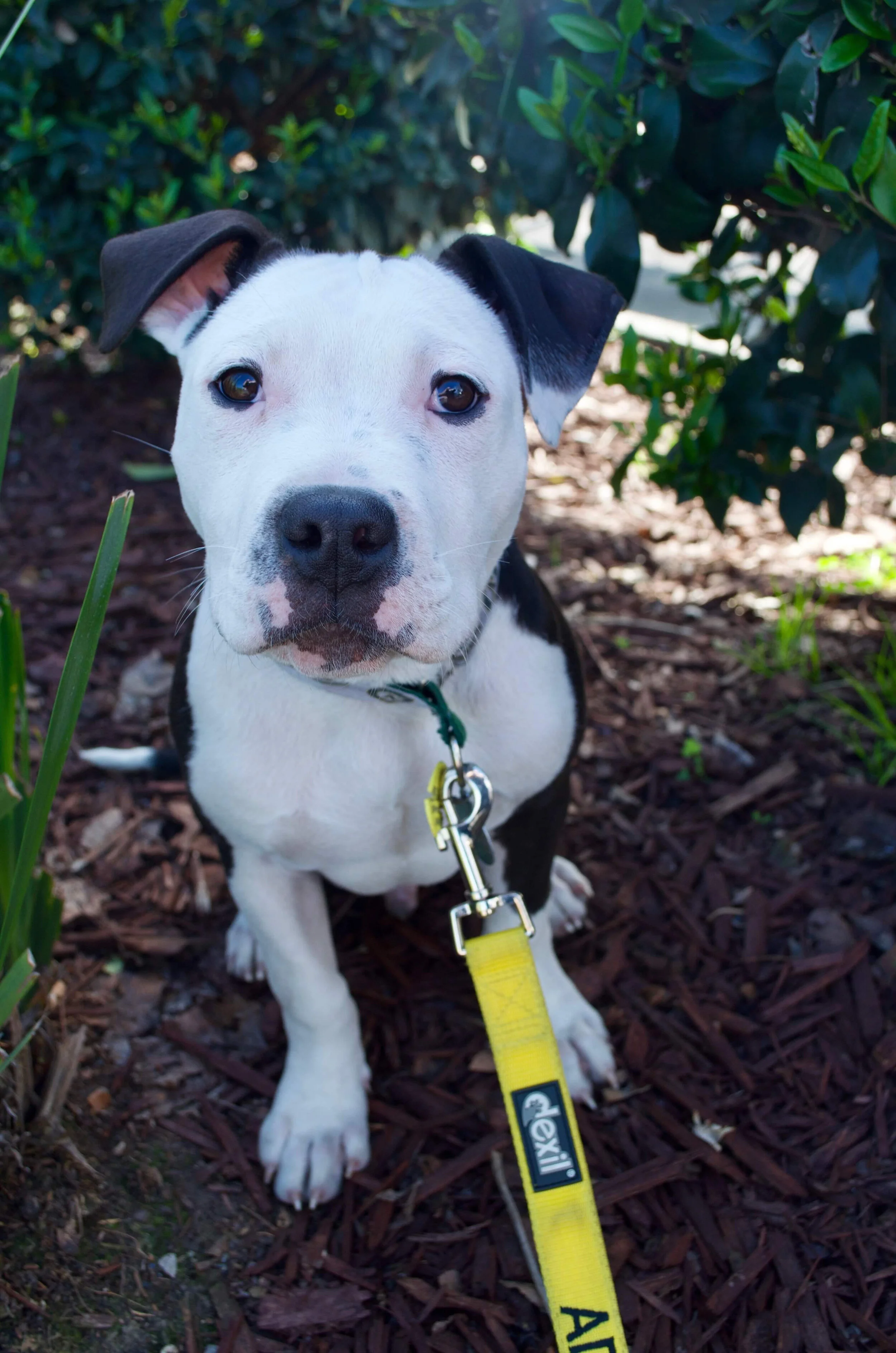 CANCELLED: Adoption Event: San Francisco