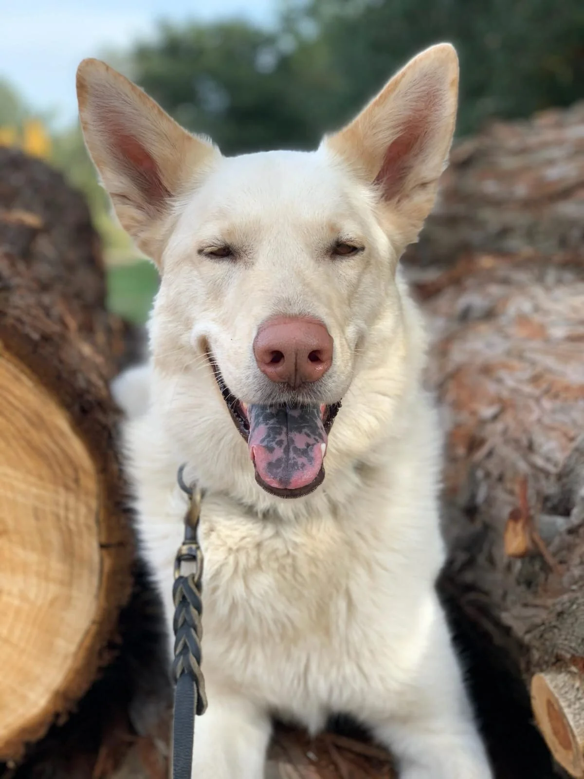 CANCELLED: Adoption Event: Redwood City 