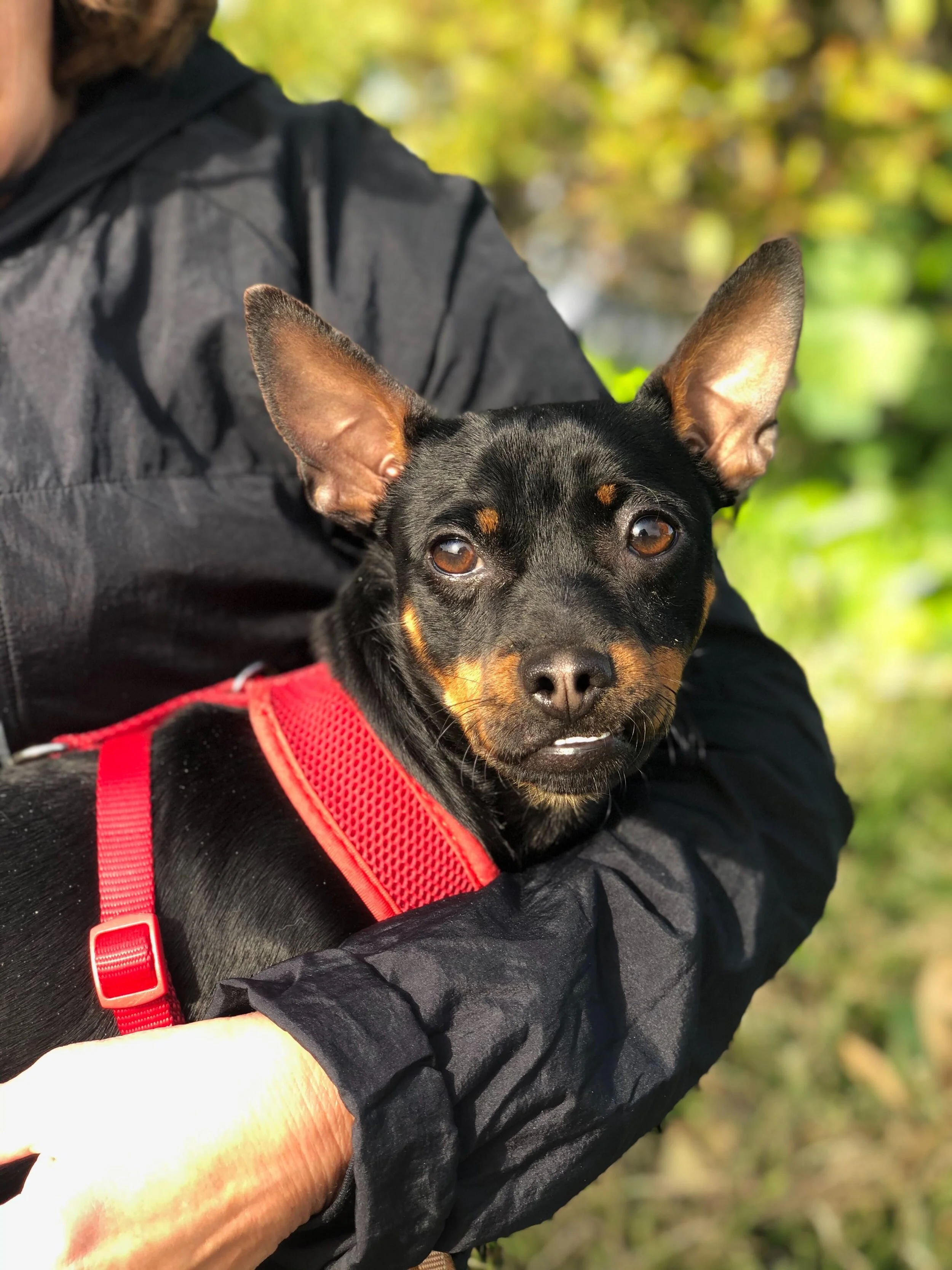 Weekly Adoption Event: San Francisco