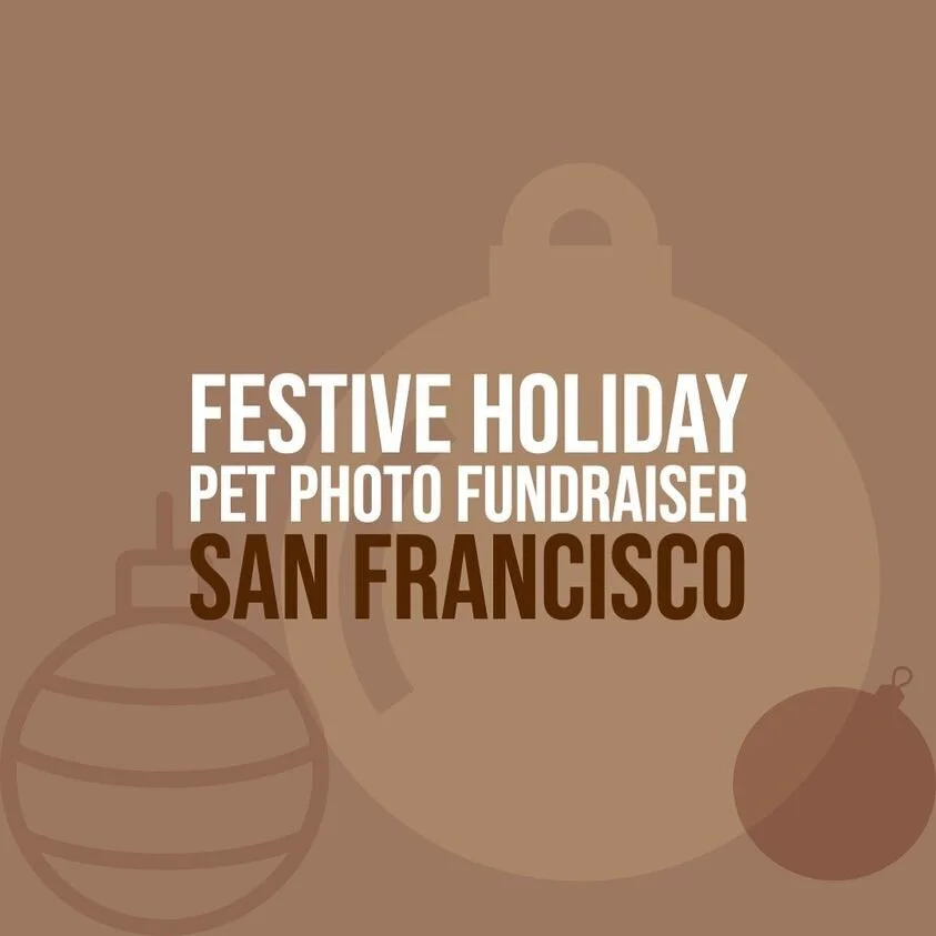 Holiday Pet Photos with Tonya Perme
