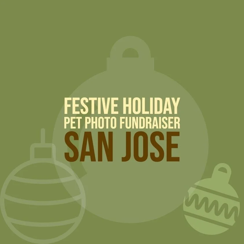 Holiday Pet Photos with Tonya Perme