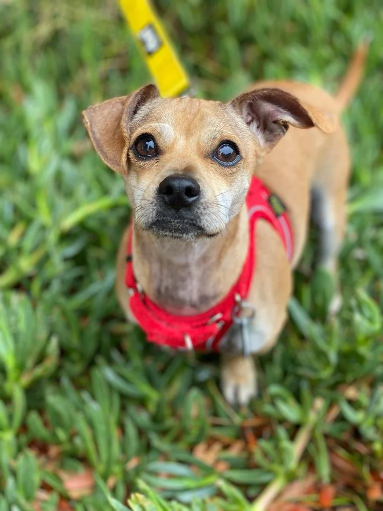 Weekly Adoption Event: San Francisco