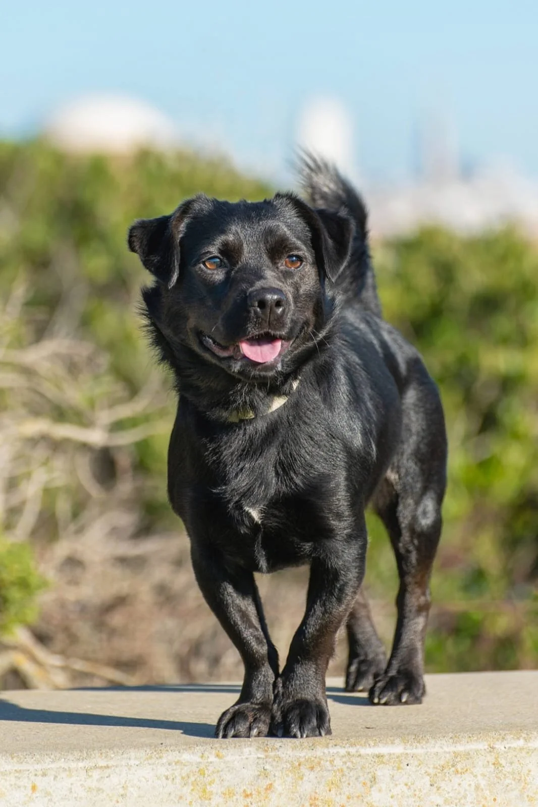 Weekly Adoption Event: San Francisco 