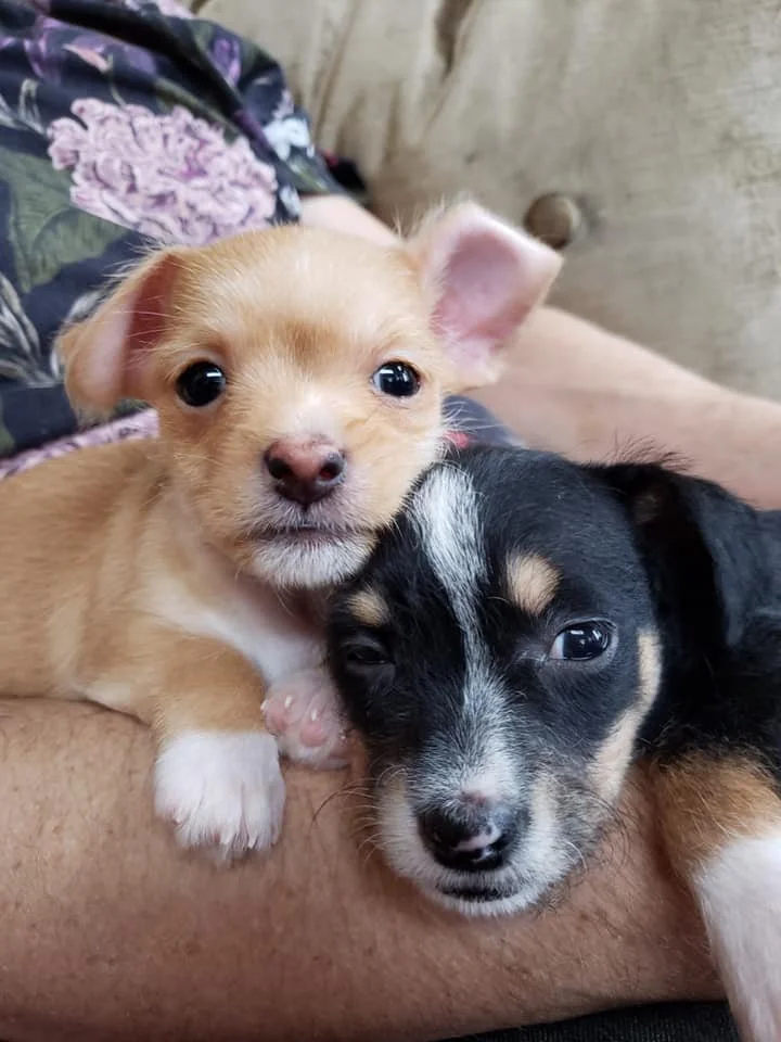 Weekly Adoption Event: San Francisco
