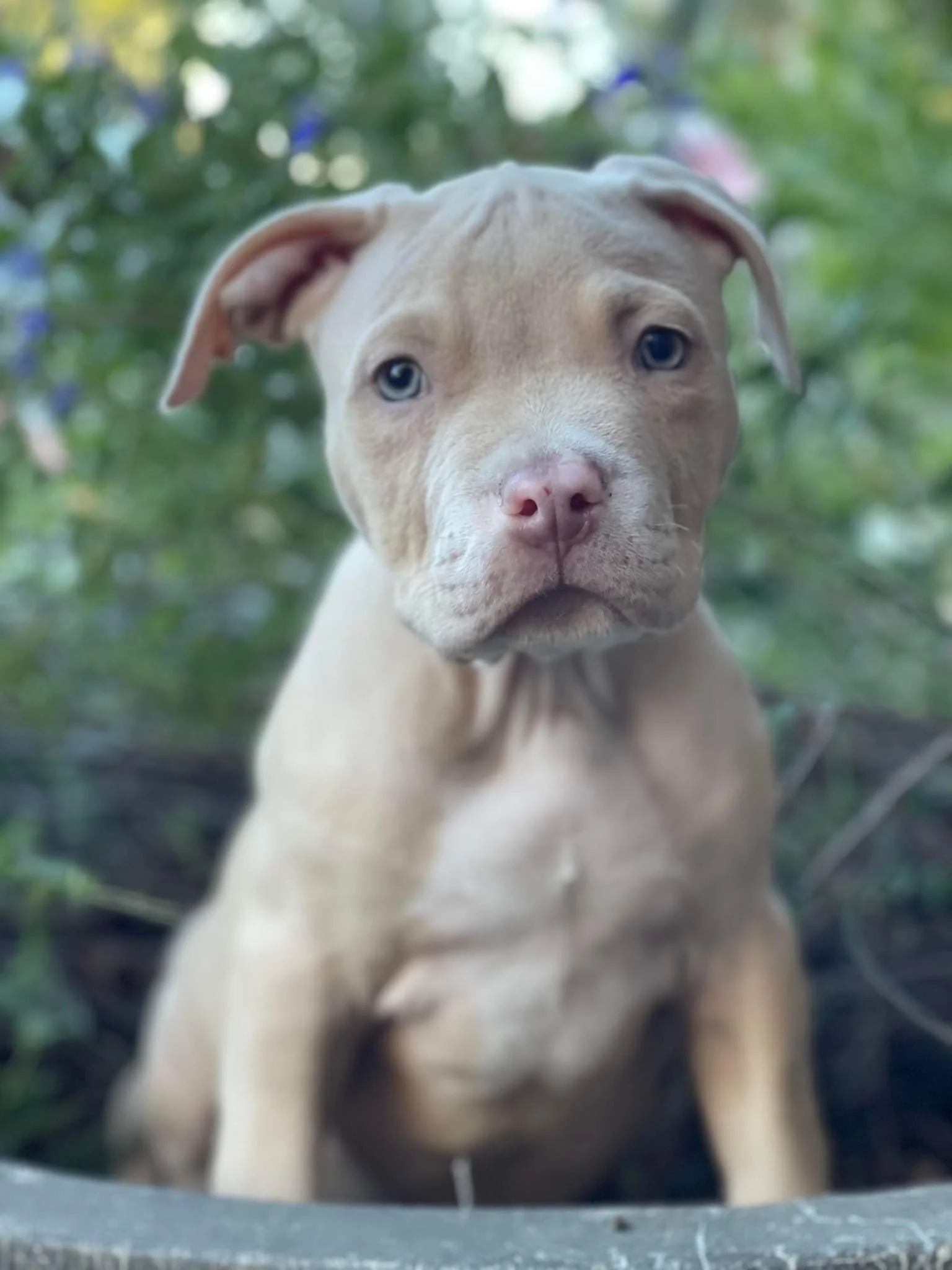 Weekly Adoption Event: San Francisco 