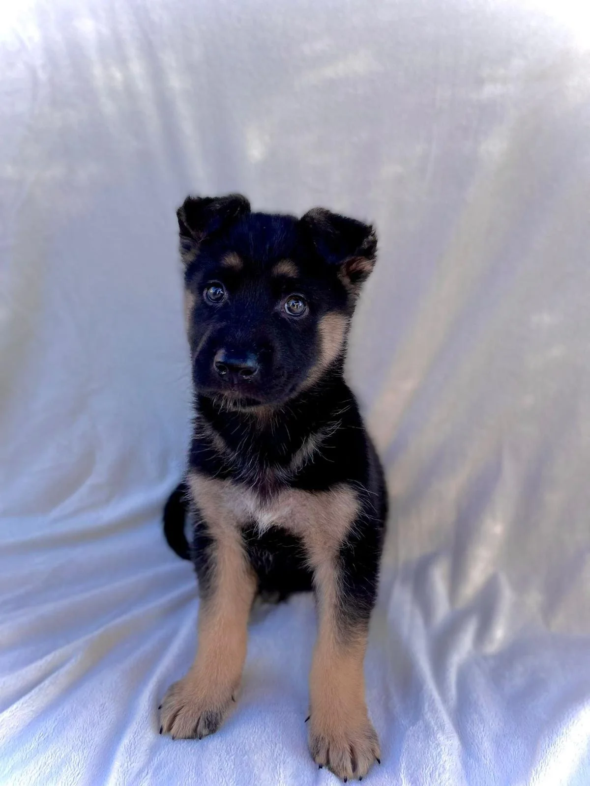 Weekly Adoption Event: San Francisco 