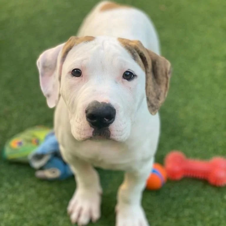 Weekly Adoption Event: Saturday's in San Francisco 