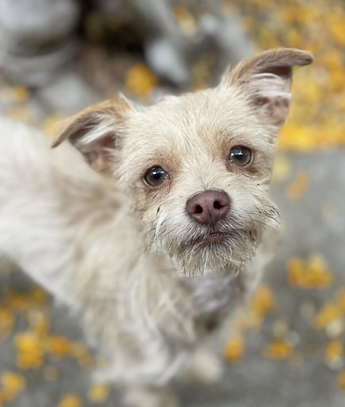 Special Adoption Event - San Rafael 