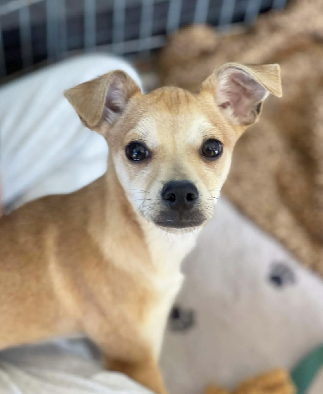 Pacifica Adoption Event! 