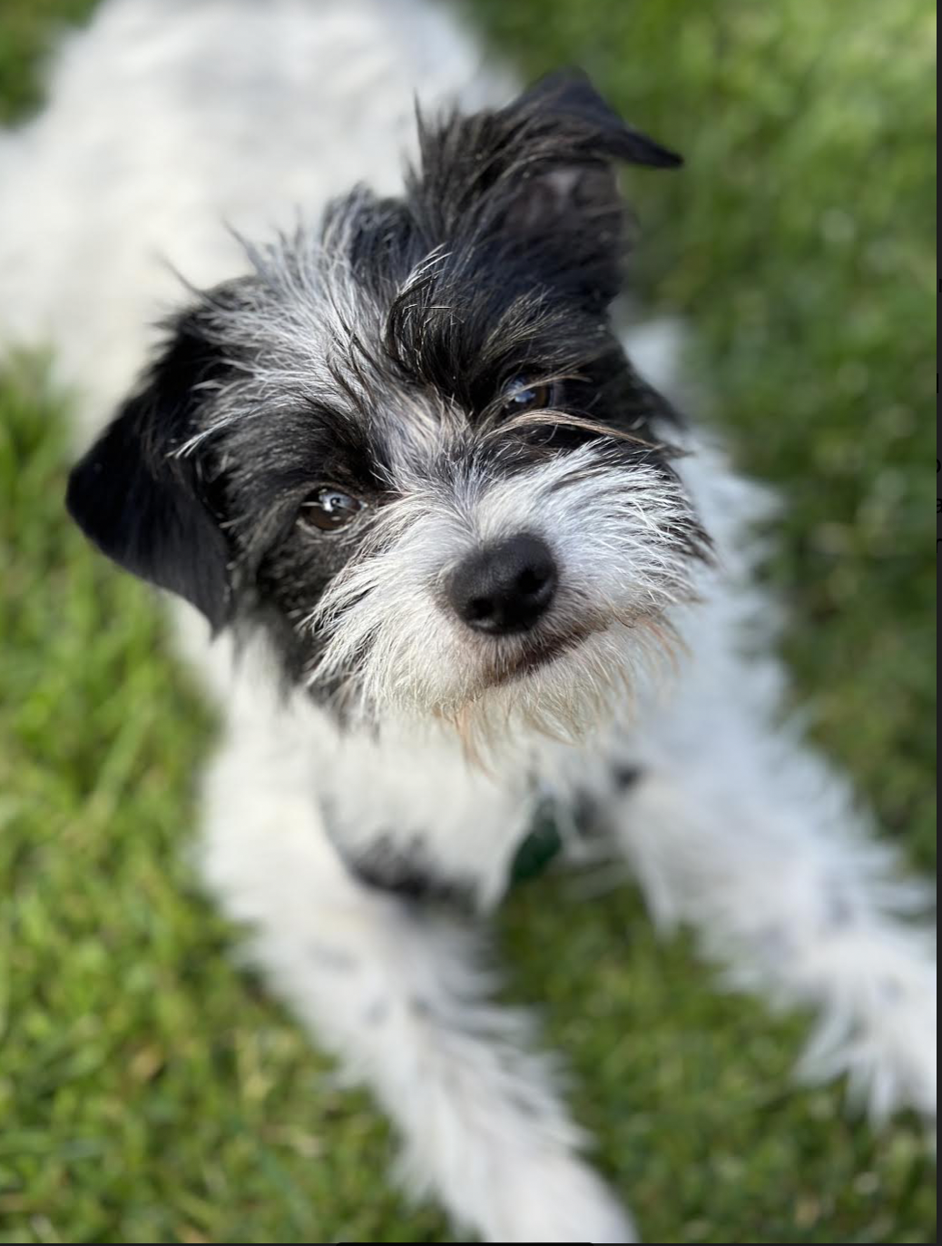 Papapalooza Fundraiser &amp; Adoption Event 