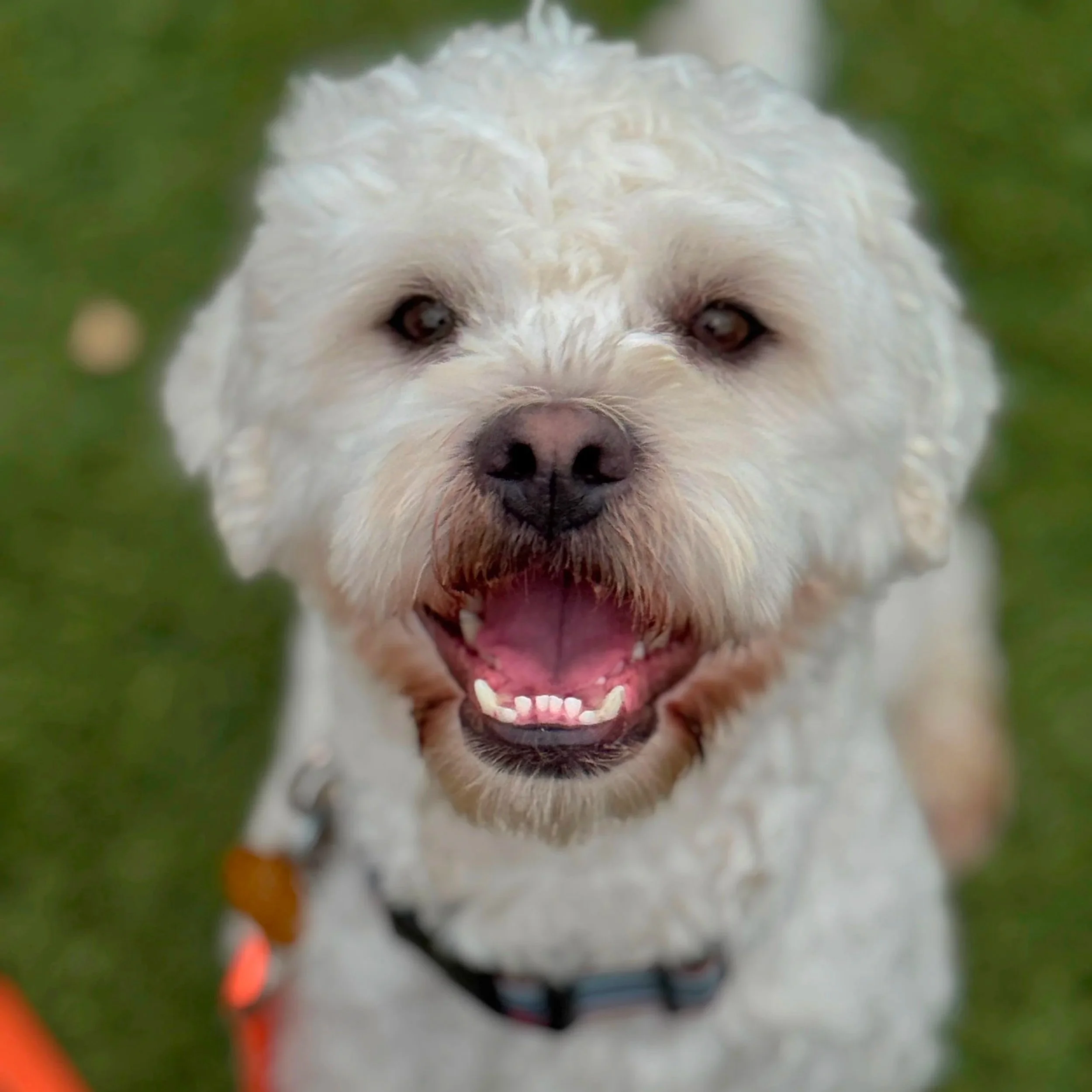 BLANC- ADOPTION PENDING