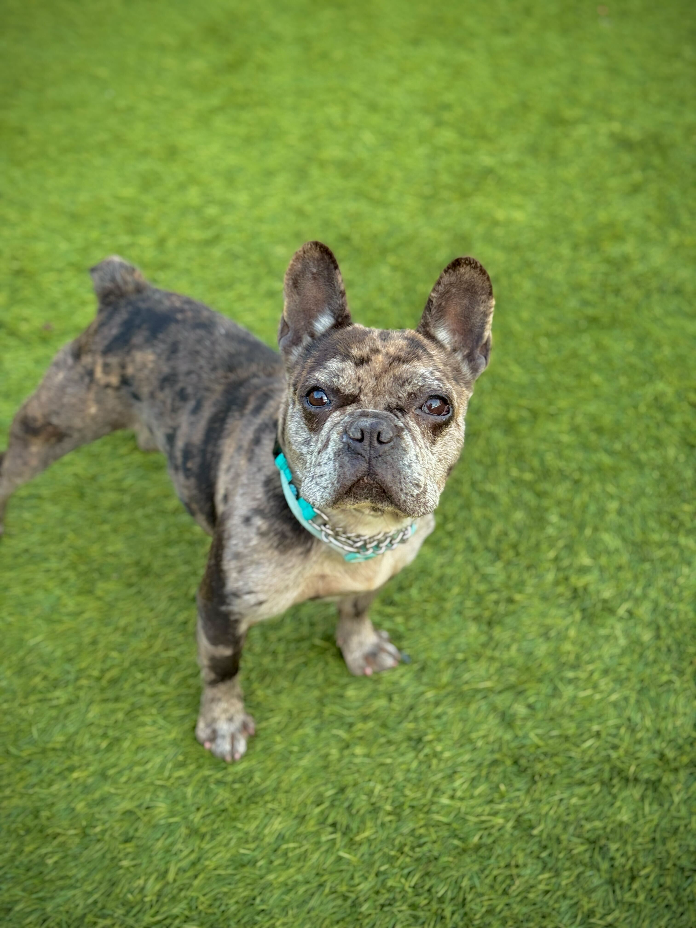 COCO - Adoption Pending