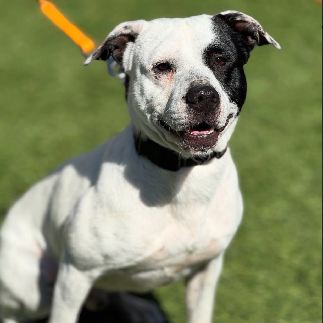 GEORGE - FOSPICE FOSTER NEEDED