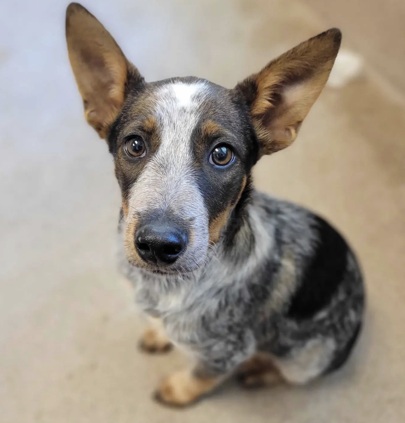Year Old Coonhound Rescue Rescue Golden Retriever Years Old Dog