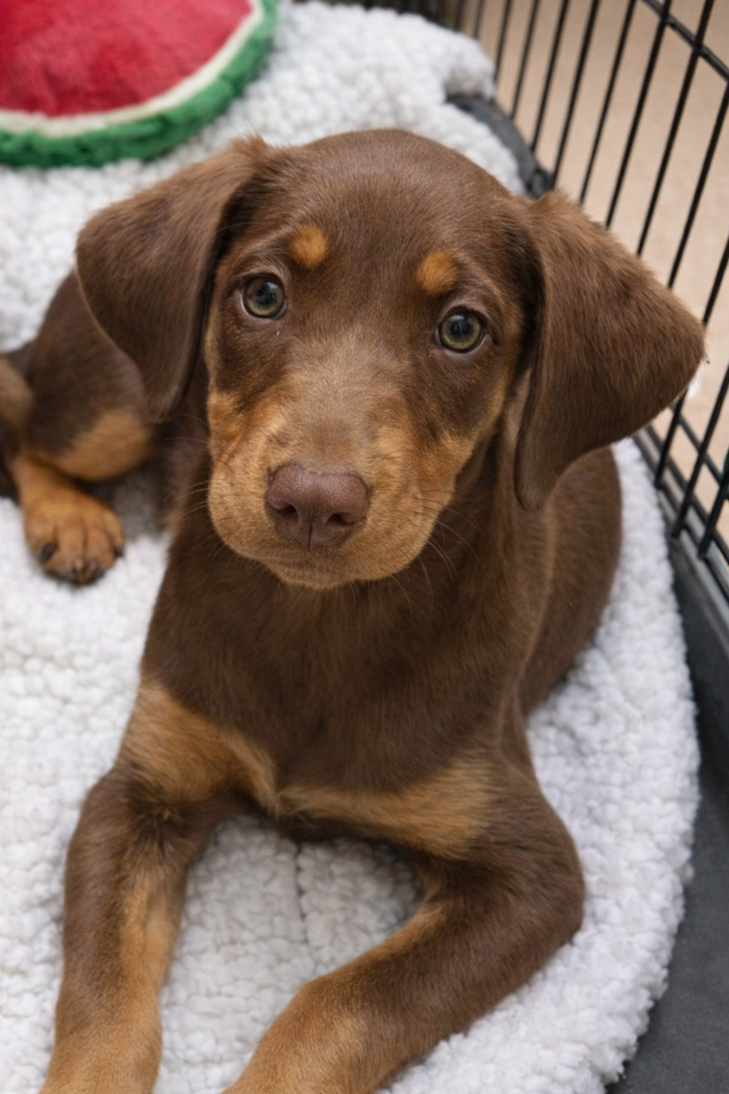 Sweet puppy resting in crate.png
