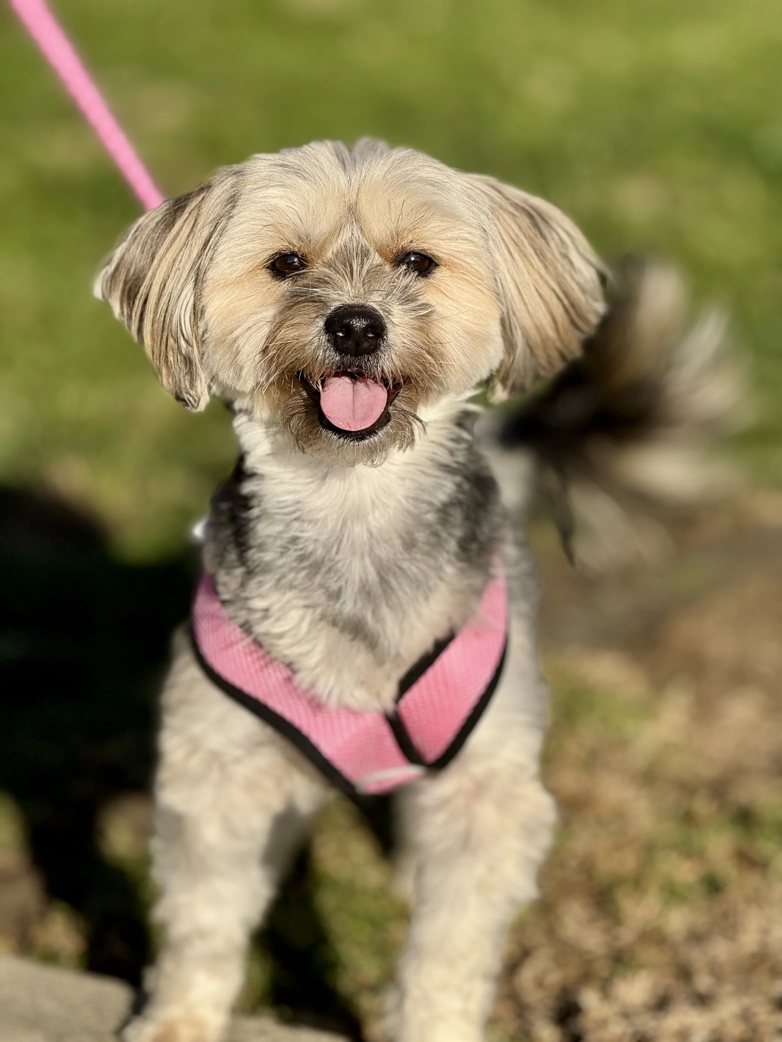 Trixie - courtesy post