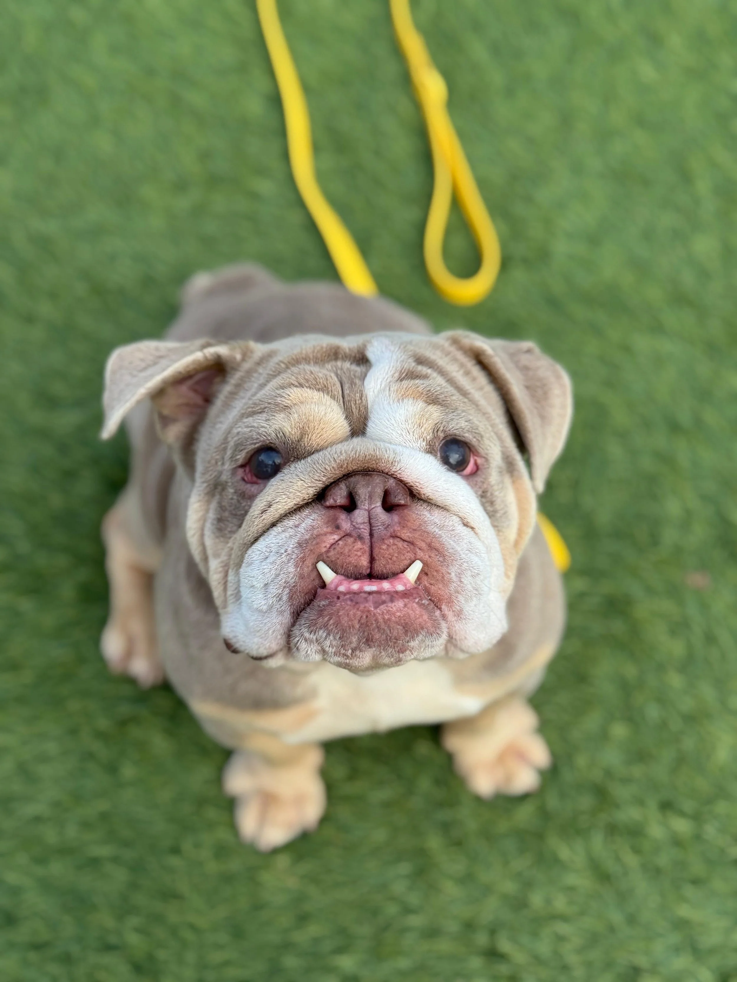 JEWELS- ADOPTED!