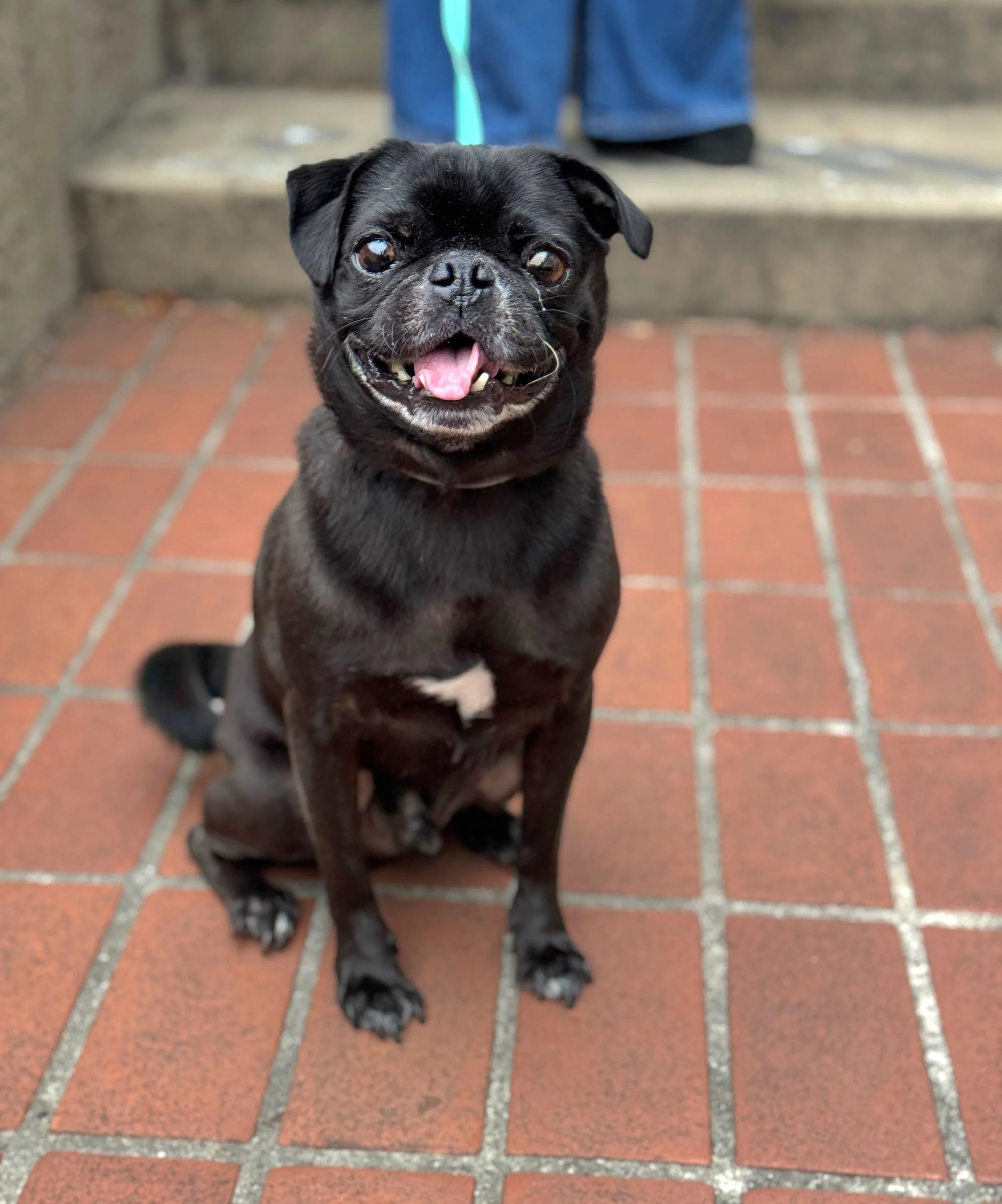 SESAME- ADOPTED