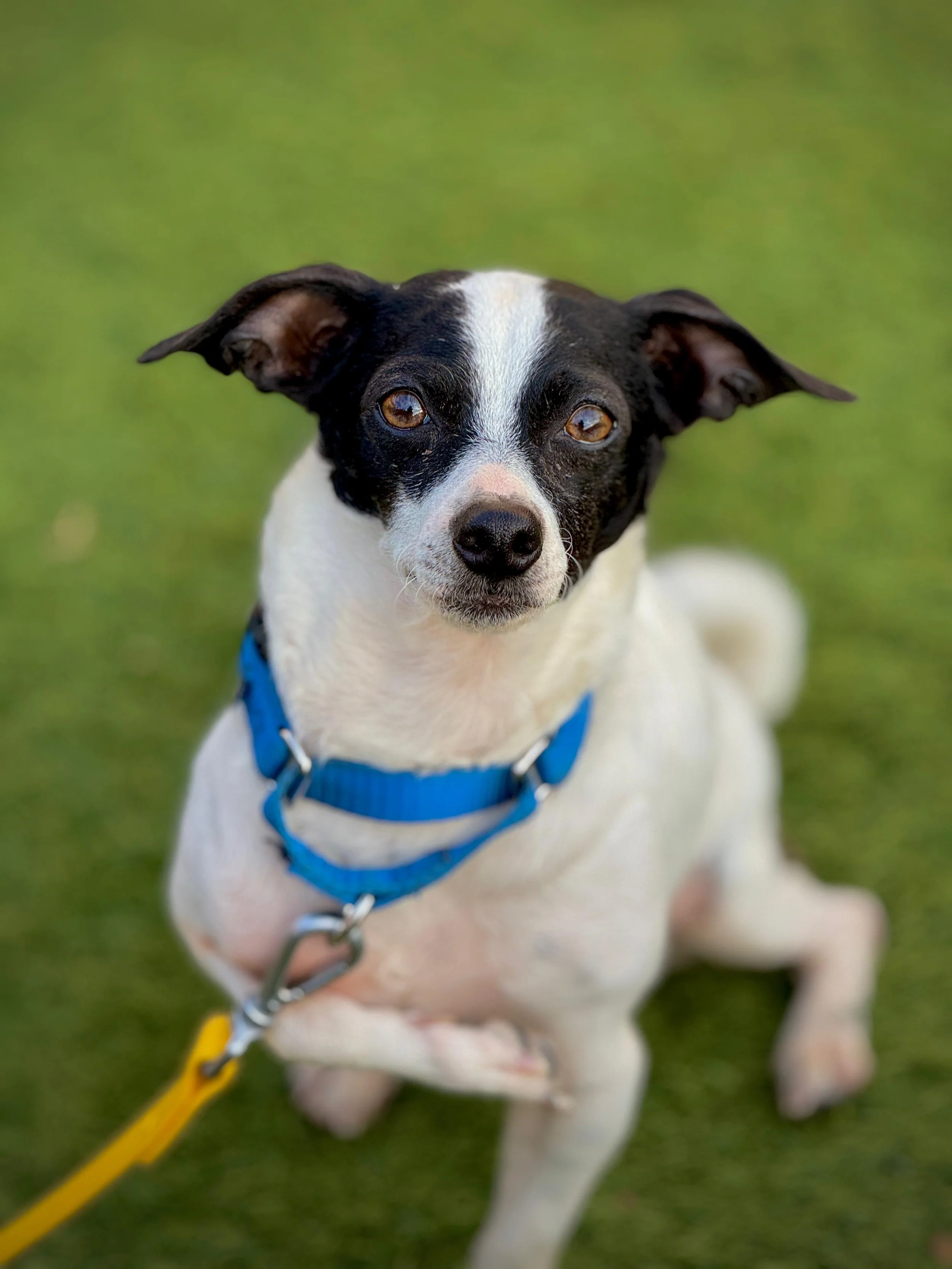 Wilt - adoption Pending