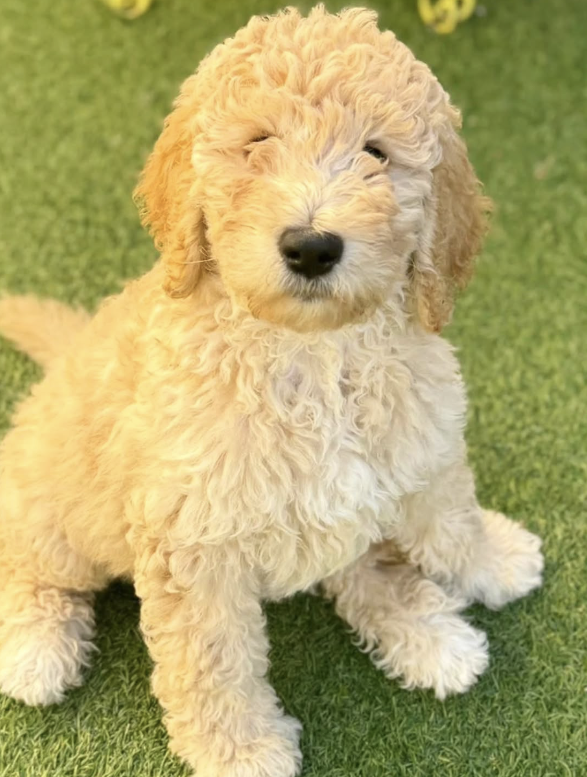 Screenshot 2026-03-17 at 2.23.17 PM.png