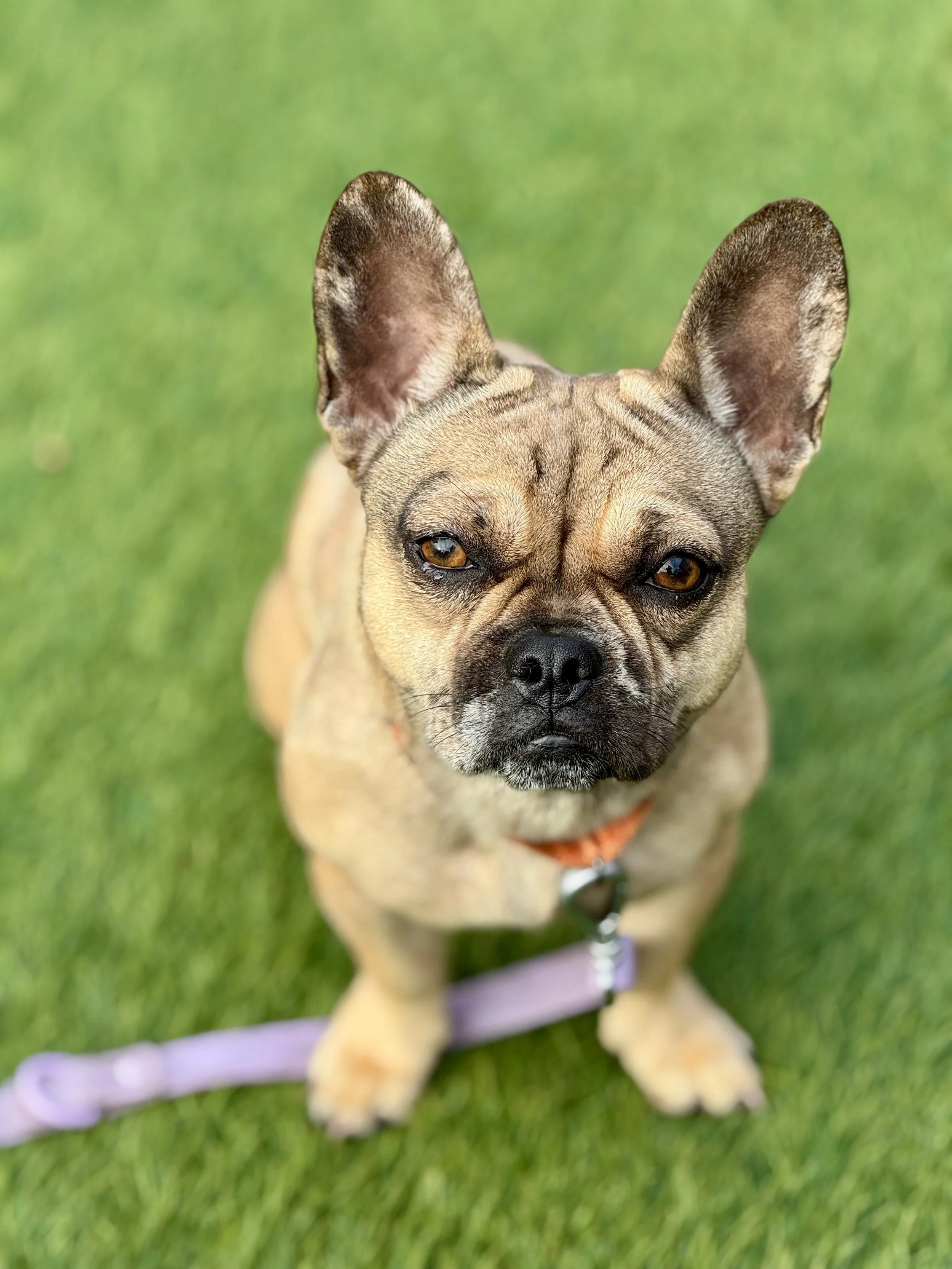 TRUFFLE- ADOPTED!