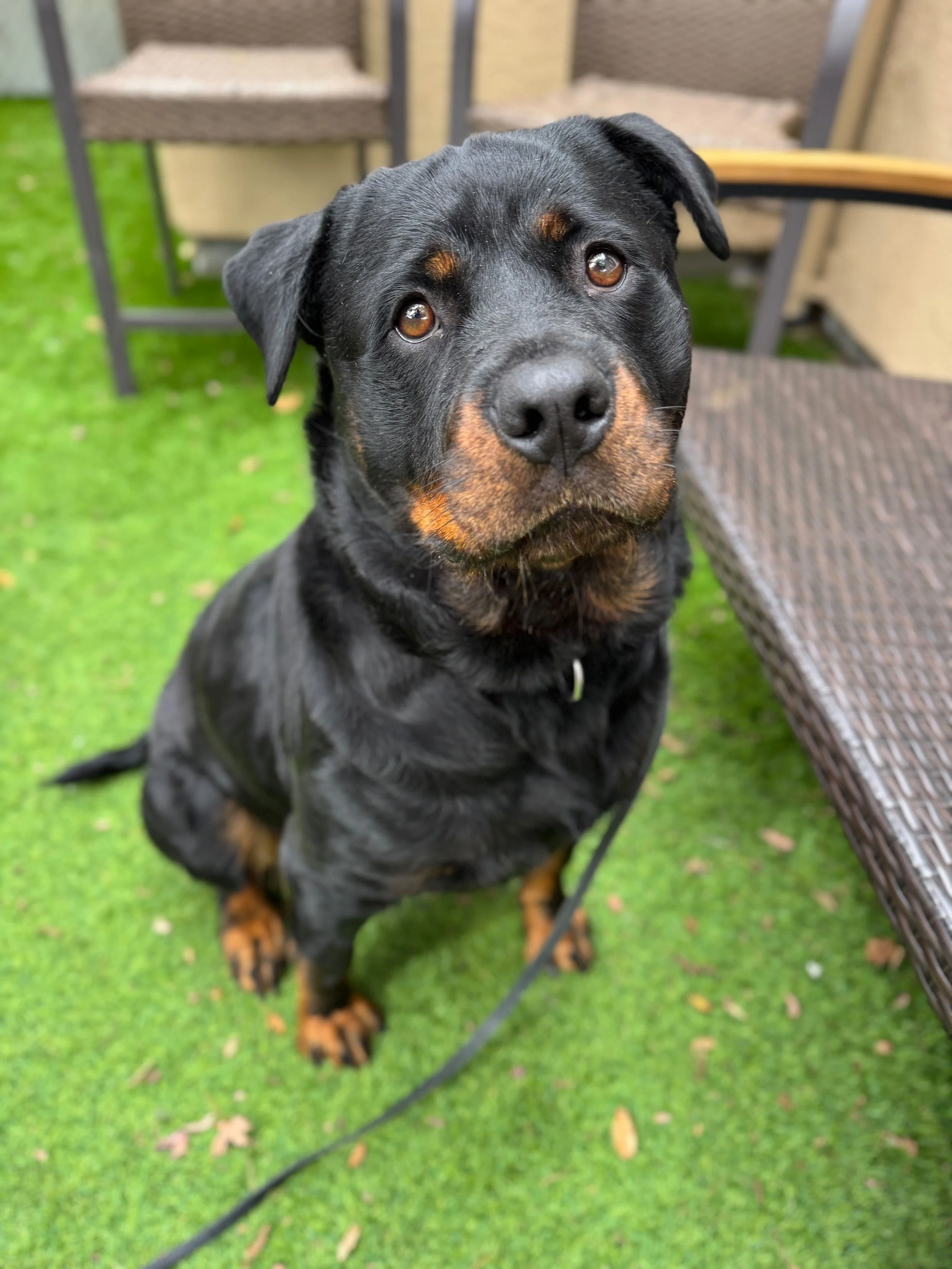 HEARTS - ADOPTION PENDING