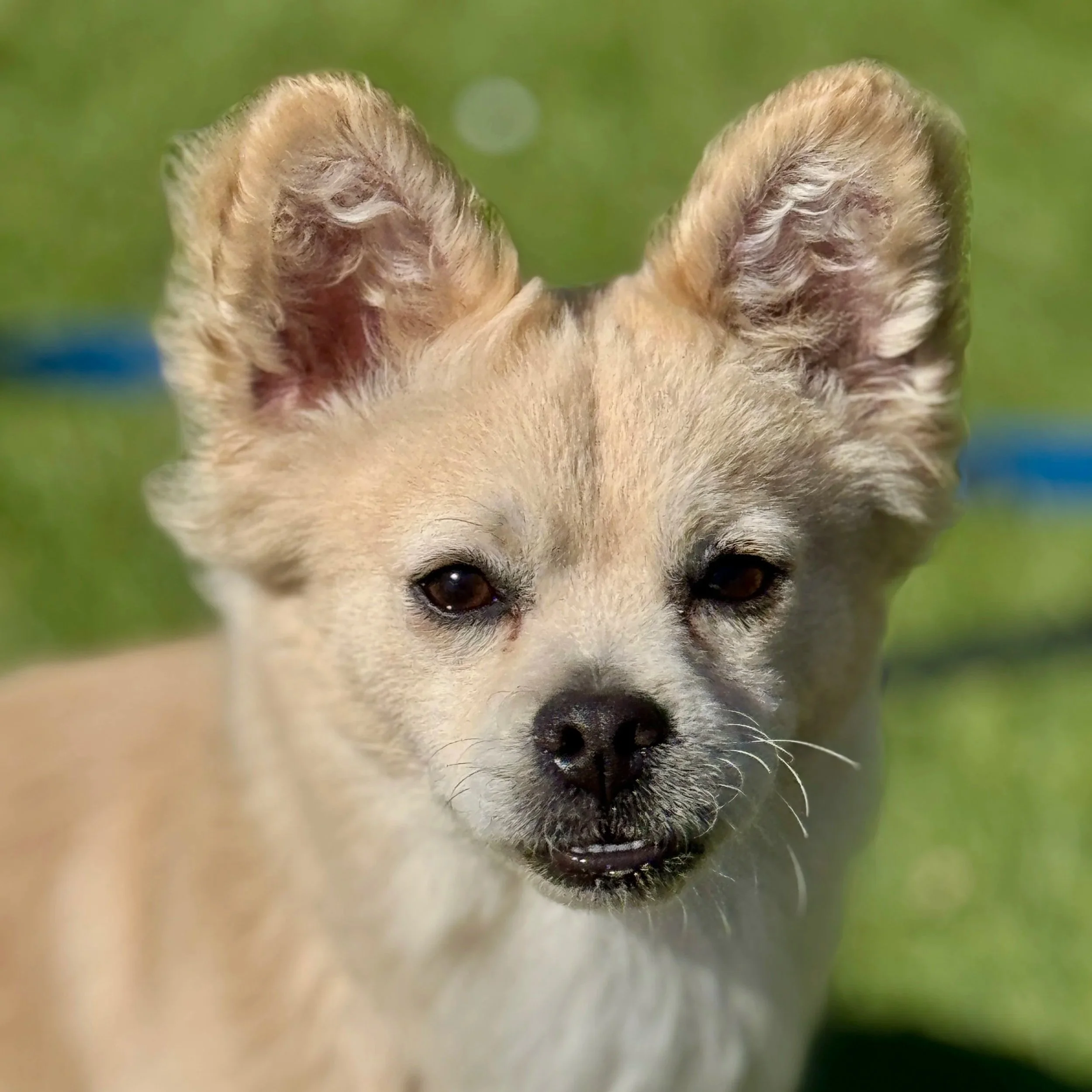HEI HEI - ADOPTED
