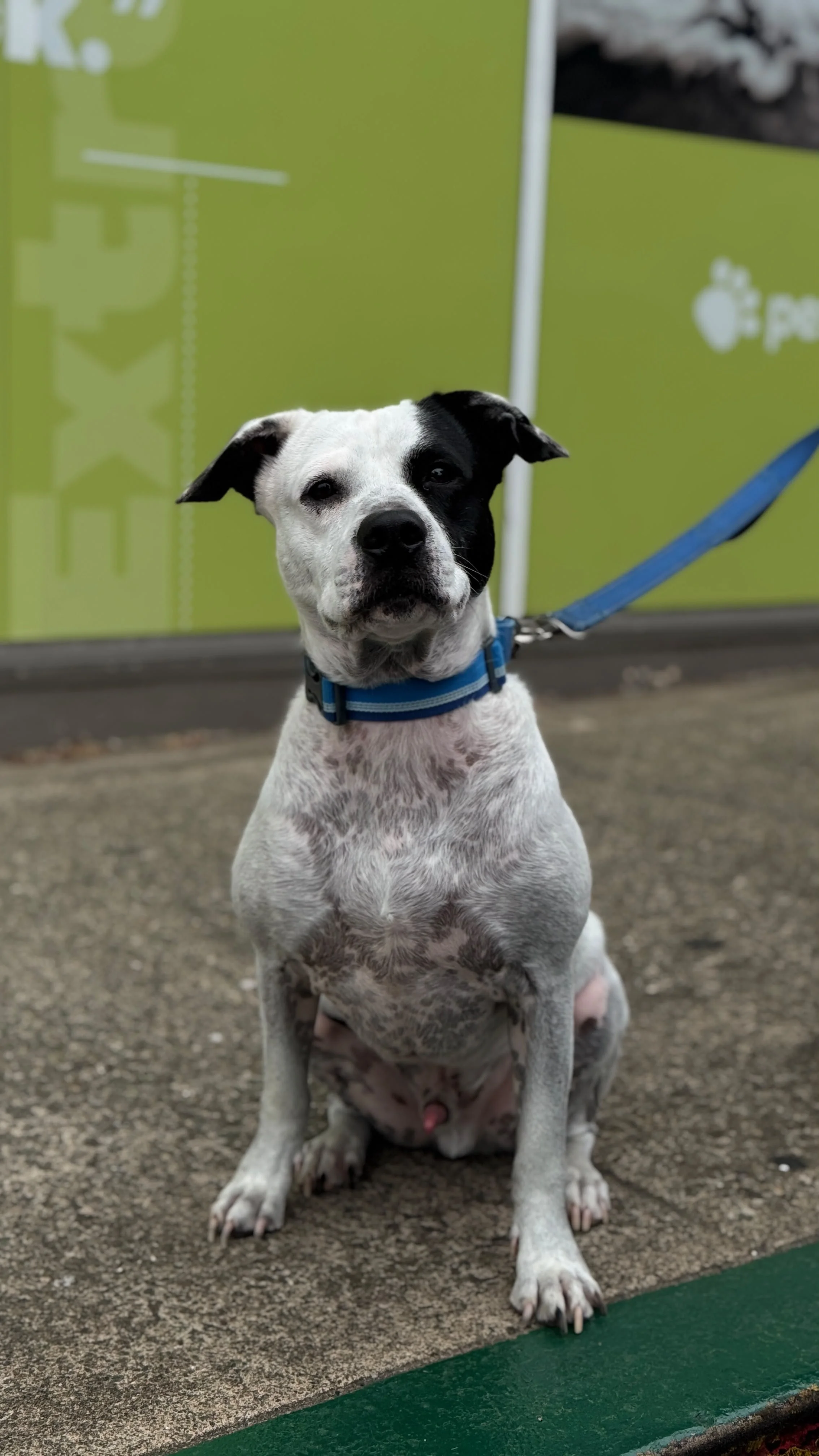 GEORGE - FOSPICE FOSTER NEEDED