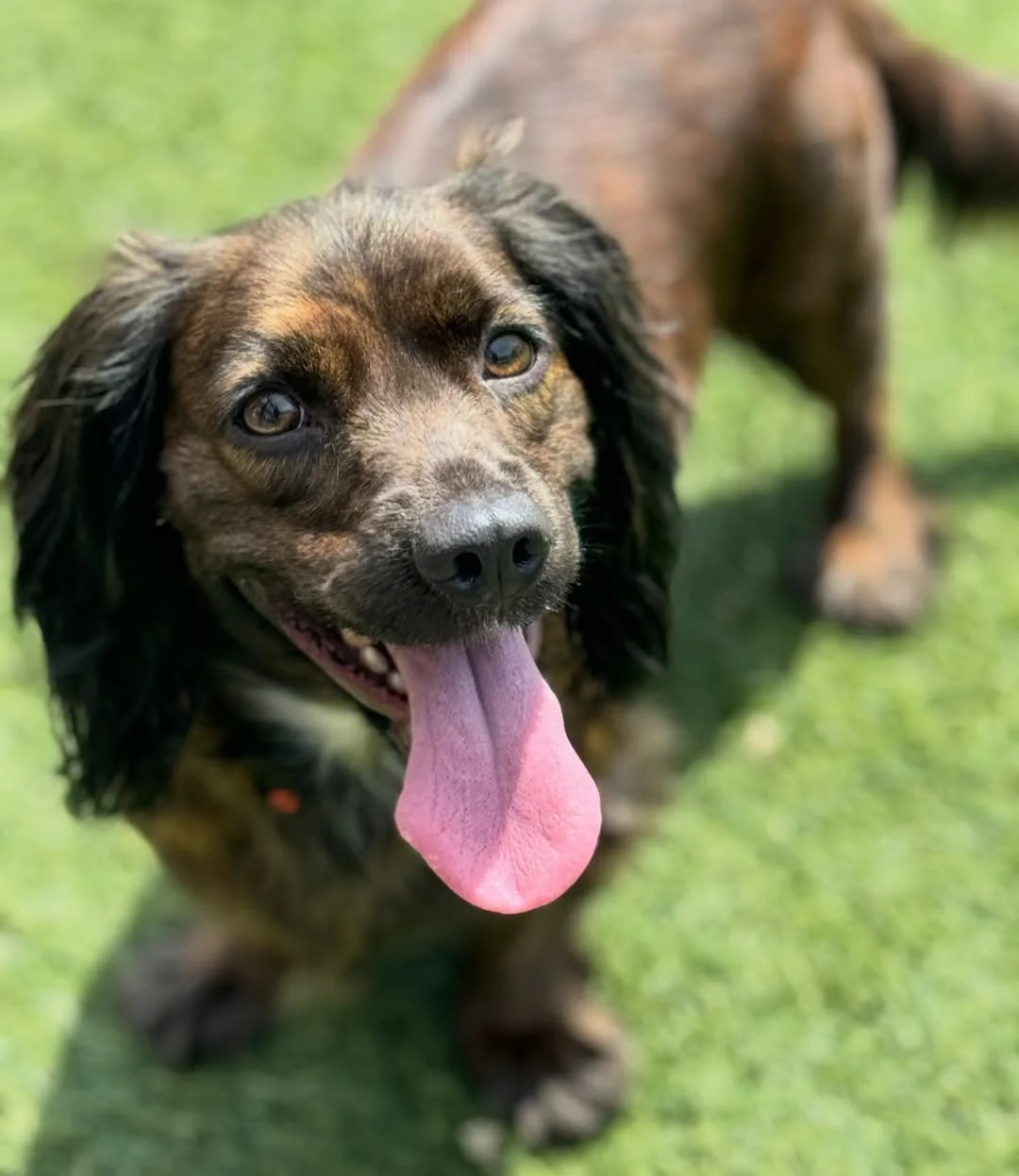 COCO