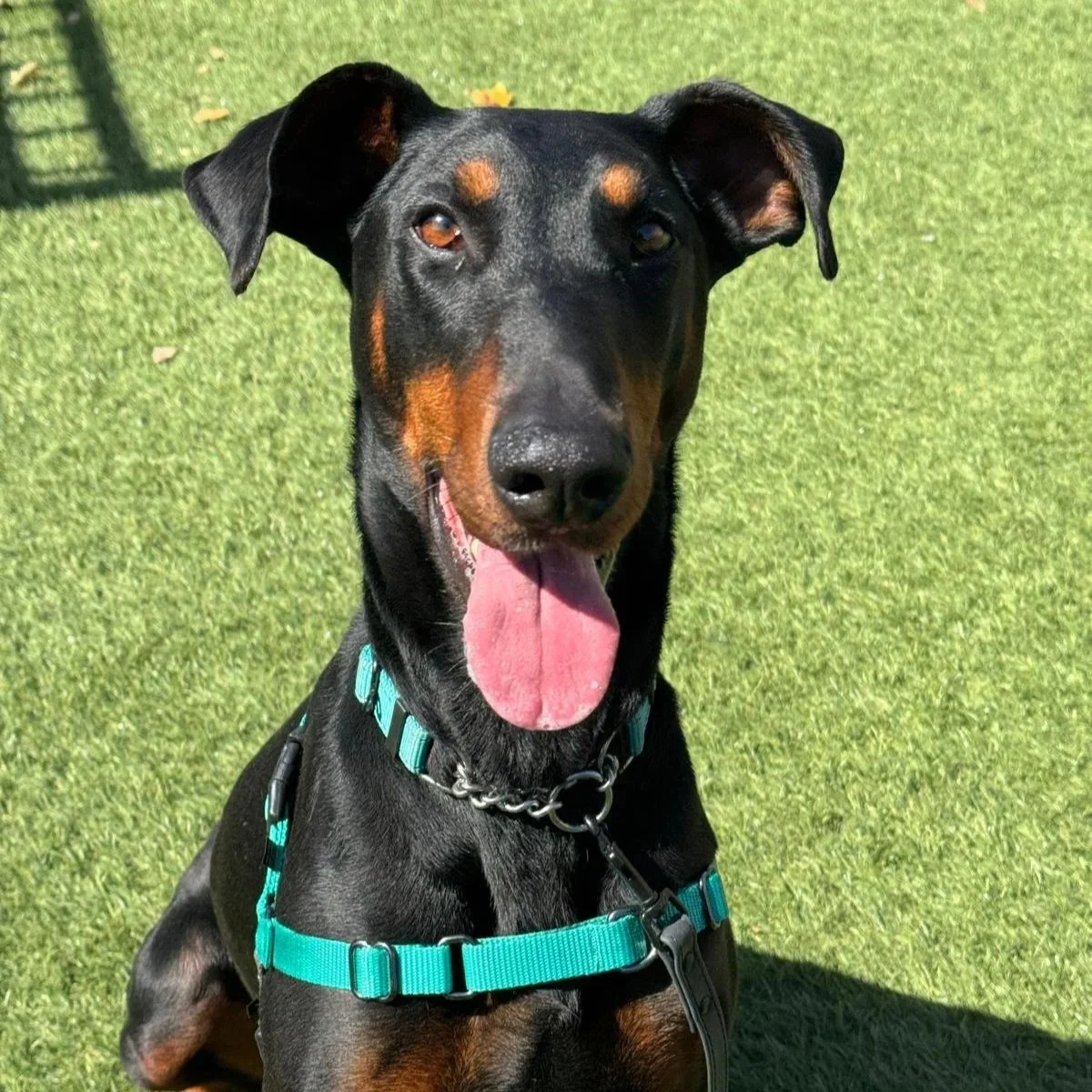ATHENA- ADOPTED