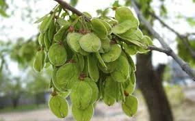 Ch 67 - Yuqian Fruit.jpeg