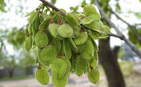 Ch 67 - Yuqian Fruit.jpeg