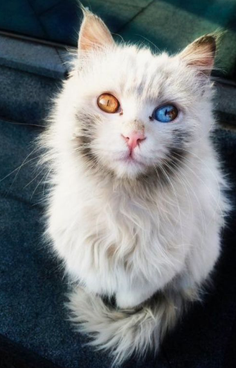 Ch 255 - odd eye cat.png