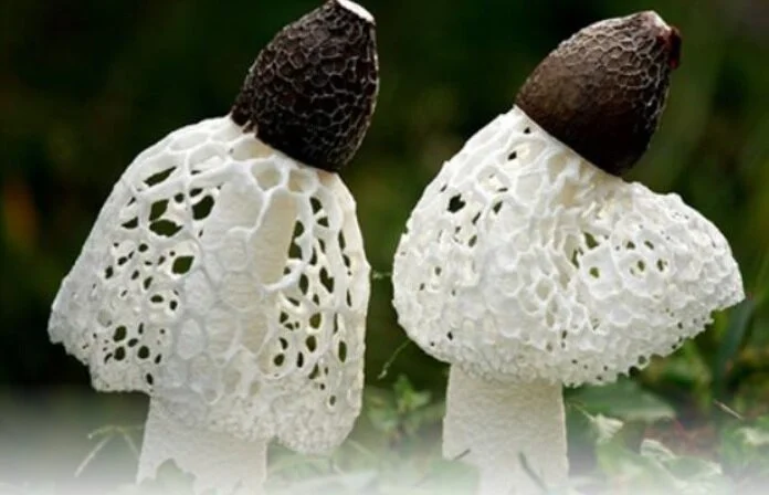 VYS - 009 - bambo fungus raw.jpg