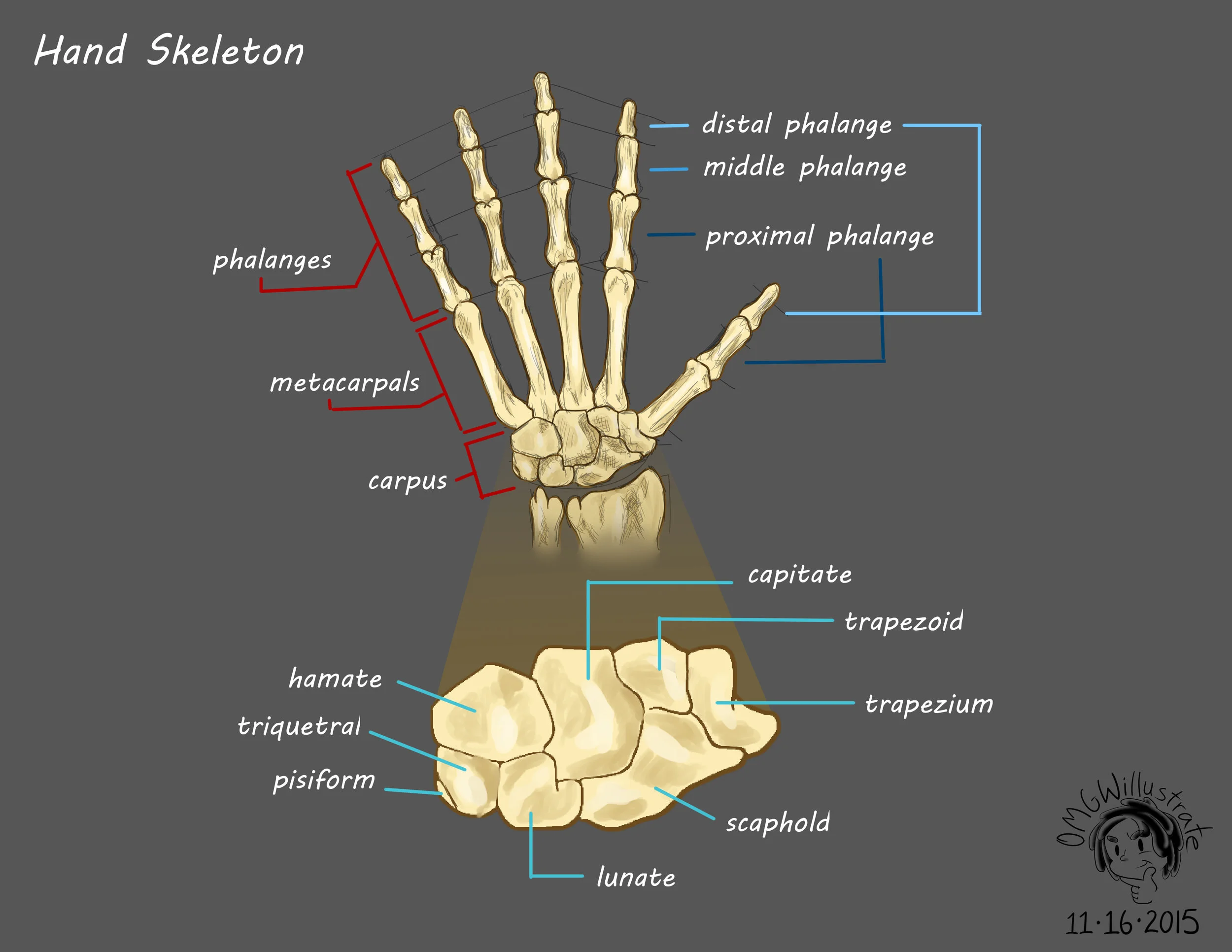 Hand_Skeleton_Diagram.jpg
