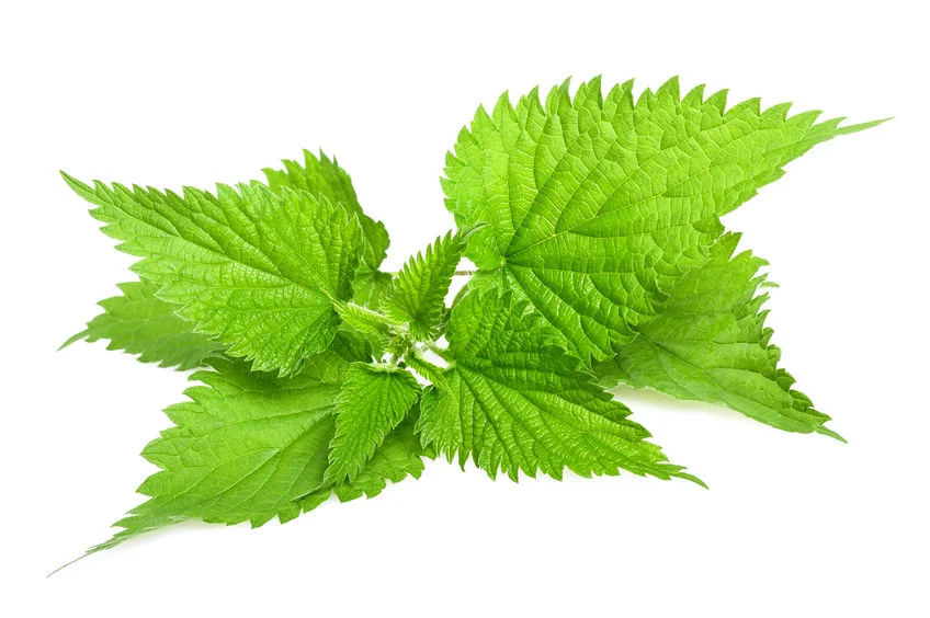 nettleimage.jpg