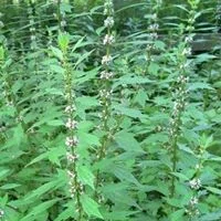 Motherwort