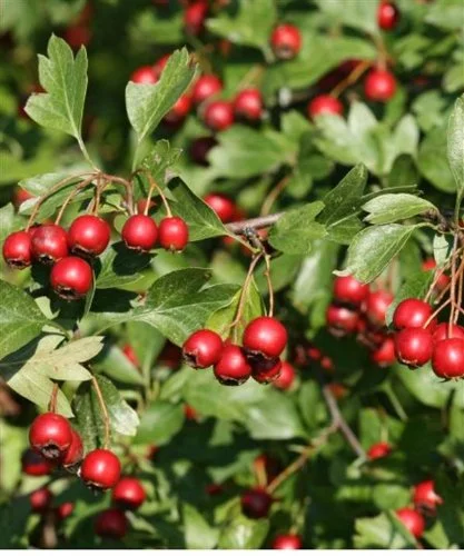 Hawthorn berries.jpg