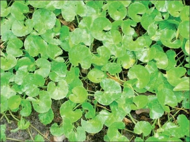 Gotu-kola.jpg