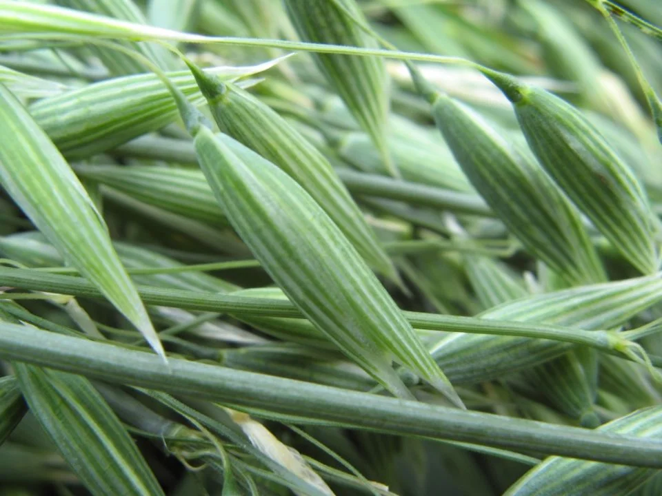 oat-avena-sativa.jpg