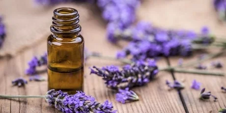 lavender essential oil is the queen of all oils