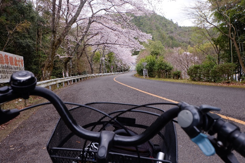 Arashiyama, dengan hanya sepeda & kamera saat sakura