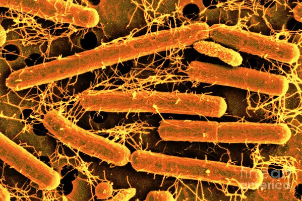 Lactobacillus acidophilus is a 'goodie': a bacteria you want more of. Image via: https://bit.ly/2Jmxx2K