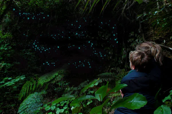 glow worms ohiwa.jpg