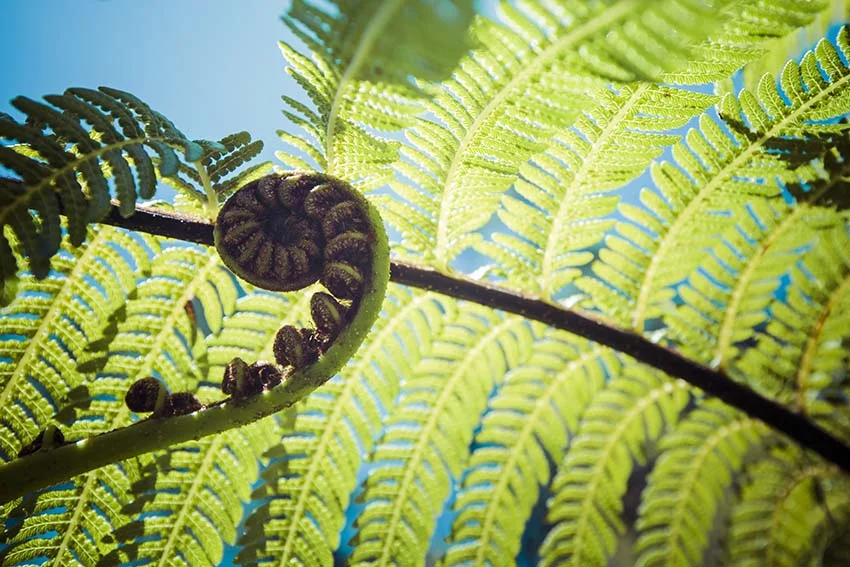 Koru 850.jpg