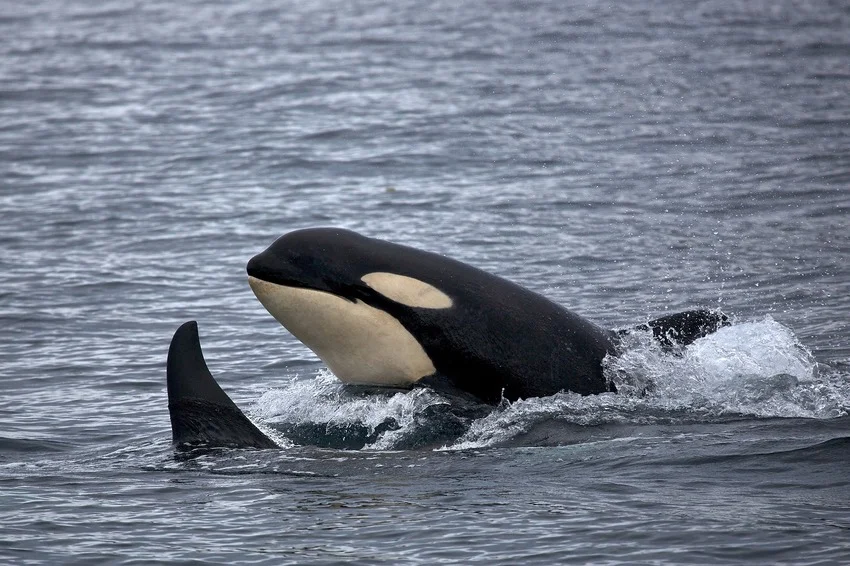 orca.jpg